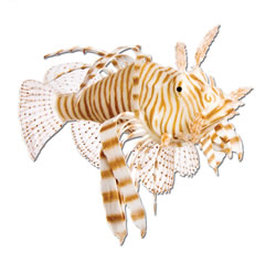 FRF-544 LION FISH BROWN 13CM