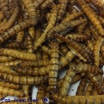 Wild Bird Food Dried Mealworm Various Sizes Bagged (400 grams 2 Litres)