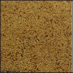 Colonels Foreign Finch Seed 2 kg